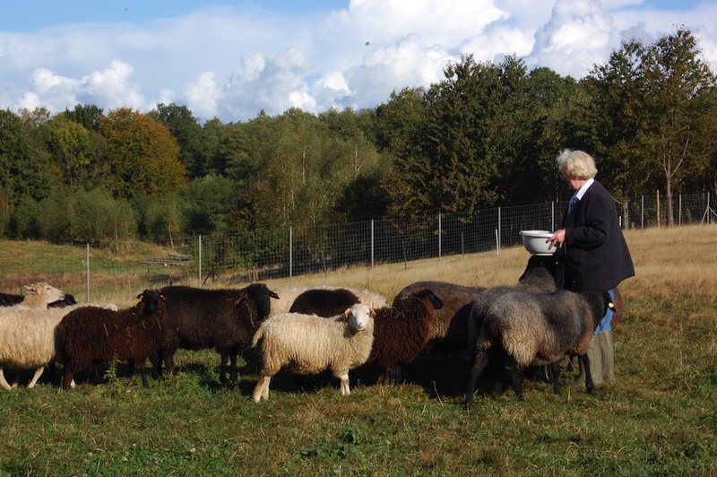 Dora Mross mit Skudenschafen